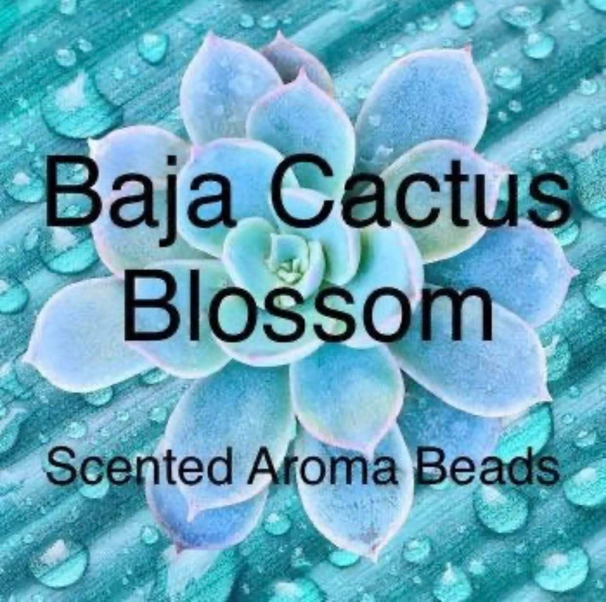 Baja Cactus Blossom